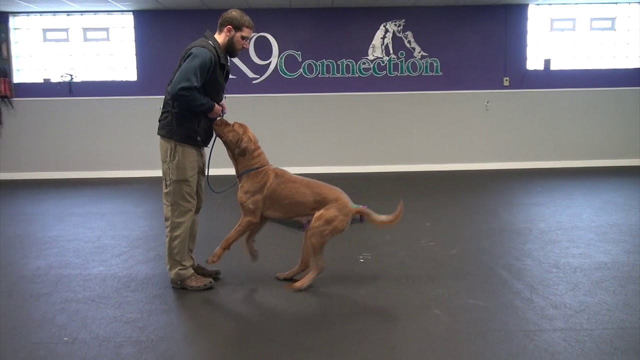Aggressive Dog Training | K9 Connection 