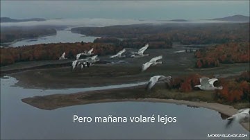 To Be By Your Side - Nick Cave (Subtitulado)