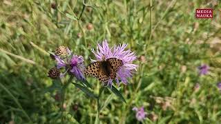 Dostojka latonia, perłowiec mniejszy (Issoria lathonia)
