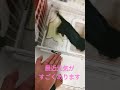元気が出てきた!#犬 #犬のいる暮らし #いぬ#いぬのいる生活 #犬のいる生活
