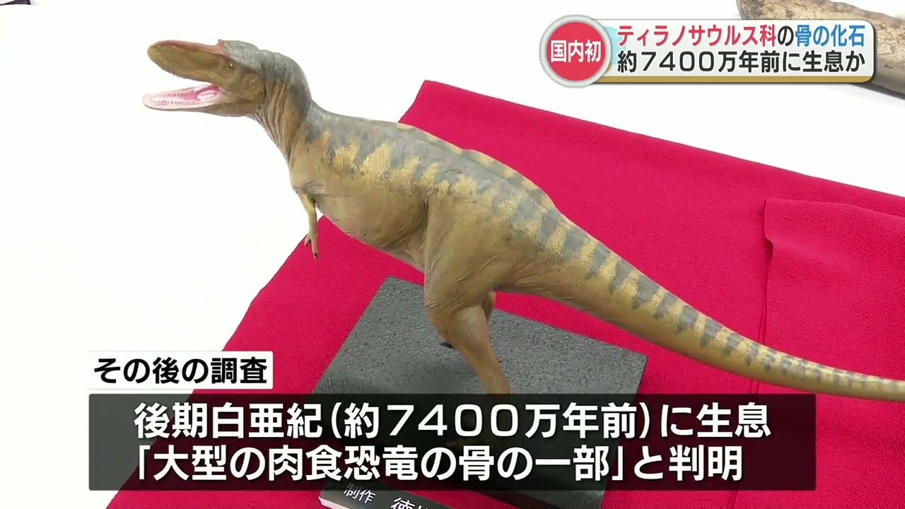 日本初「ティラノサウルス科」の骨の化石と断定 肉食恐竜の化石として