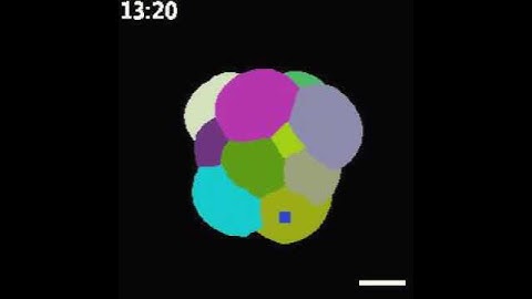 The development of a mouse embryo