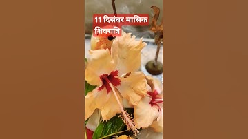 11 दिसंबर मासिक शिवरात्रिl एक चावल का दाना#Pradeep.mishra#shivpuran#