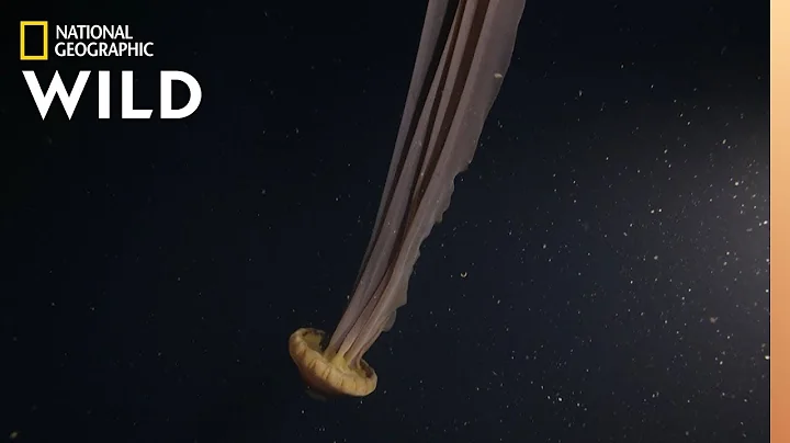A Dream-Like Giant Jellyfish | Hunt For the Giant Squid