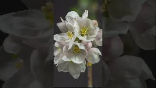 Распускающиеся цветы - Ускоренная съемка  Blooming Flowers - Timelapse