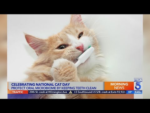 Videó: 3 módja a nemzeti macska nap ünneplésének