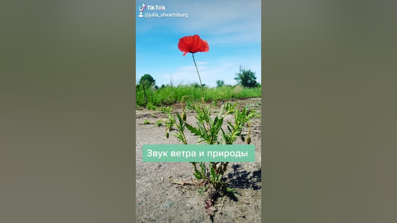 Звук ветра - YouTube