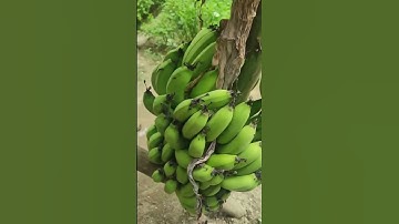 Cây chuối đột biến gen#theanh28 #food #coversong #music