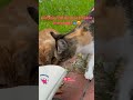 Two Curious Cats Invade My Grocery Bag! 🐱🛍️😂 #cutecat #straycatlove #cute #kitten #cutecats