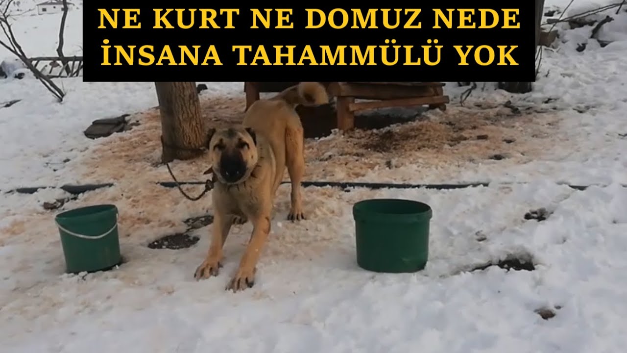 13 Aylikken Kurt Olduren Kopekler Kurtculuk Genlerinde Var Kangal Kopek Youtube