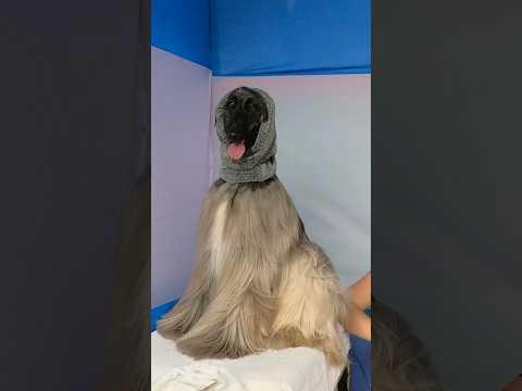 Afghan Hound In Calcutta Dog Show❤️ #shortsyt #afghanhound #viralvideo #viralshorts #trendingnow