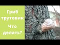 Что делать с деревом, если на нем вырос гриб трутовик?