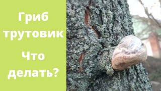 Что делать с деревом, если на нем вырос гриб трутовик?