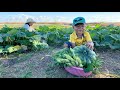 Harvest fresh vegetable from the farm for cooking / Seyhak is a good helper in family