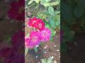 jisse zindgi dhondha rahi hai #gardening #flowers
