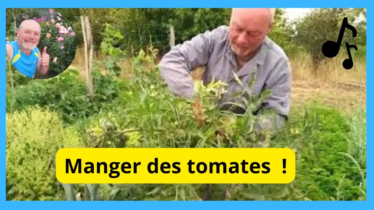 Mange des tomates Mange des tomates