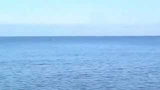 Worship God With Dolphins (Прославление Бога С Дельфинами !!)