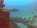 Goliath Grouper dive on the Zion wreck in Jupiter Florida