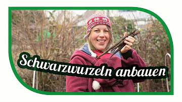 Wie wächst die Schwarzwurzel?