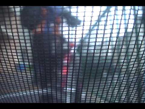 BICYCLE VELO TRAILER CHILDREN COMMUTE PARIS ISSY-L...