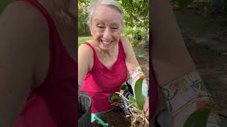 Planting orchids in a strawberry pot | Cooking with Brenda Gantt