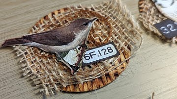 Rustic Bird Clusters For Junk Journals ~ Using Up Circles & Packaging ~ Junk Journal Embellishments