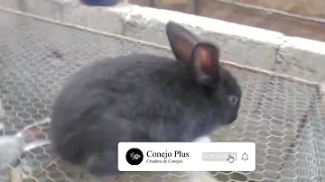 ¿Qué color es dominante en los conejos?
