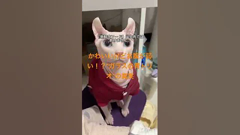 Video 11619051: devon rex, devonrex cat, sphynx cat, feeding