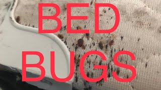 MY BUG GUY CAN’T KILL BEDBUGS! What do I do now? HOW DO I GET RID IF THESE BEDBUGS?