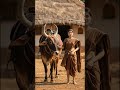 women with bul 4k video