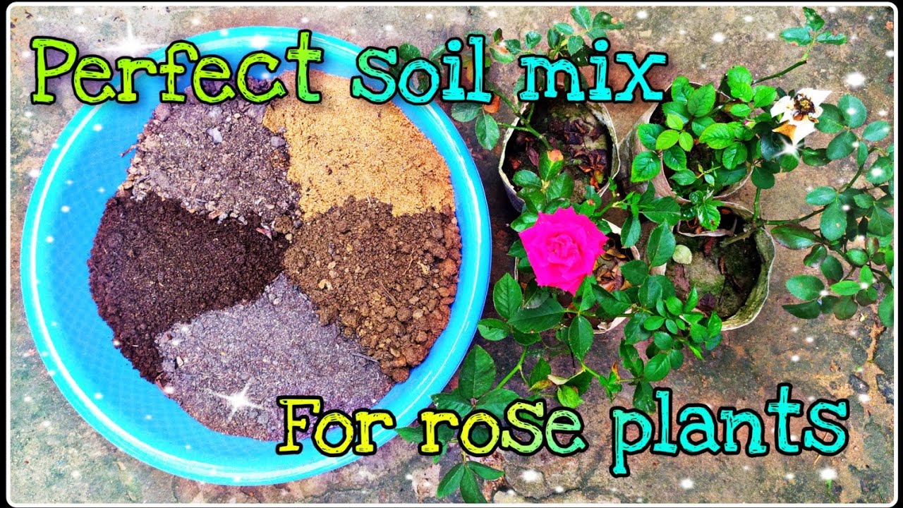 ଗୋଲାପ ଗଛ ଲଗେଇବା ପାଇଁ ଉତ୍କୃଷ୍ଟ ମାଟି || Best Potting Soil for Rose Plant || odia gardener