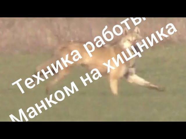 Наши видео