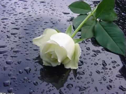 وفيق حبيب مع السلامه