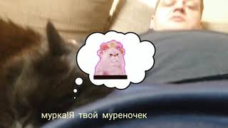 Никсон!На рыбалку пойдешь?или о чем думают коты Никсон!На рыбалку пойдешь?или о чем думают коты