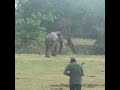 Wildlife officials injecting antibiotics to an injured Tusker elephant | 負傷したタスカーゾウ #shorts
