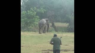Wildlife officials injecting antibiotics to an injured Tusker elephant | 負傷したタスカーゾウ #shorts