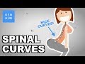 What would happen if your spine had no curves? - Human Anatomy | Kenhub