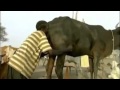 This is how to force cows to produce milk in africa