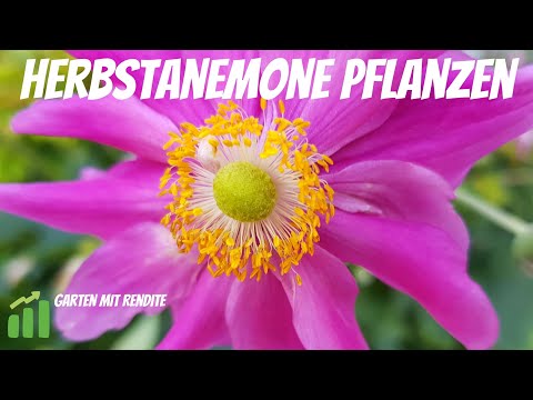 Video: Anemone Dubravnaya (44 Fotos): Beschreibung Von Wildpflanzen. Pflanzen Und Pflege Einer Krautigen Anemonenpflanze Im Freiland