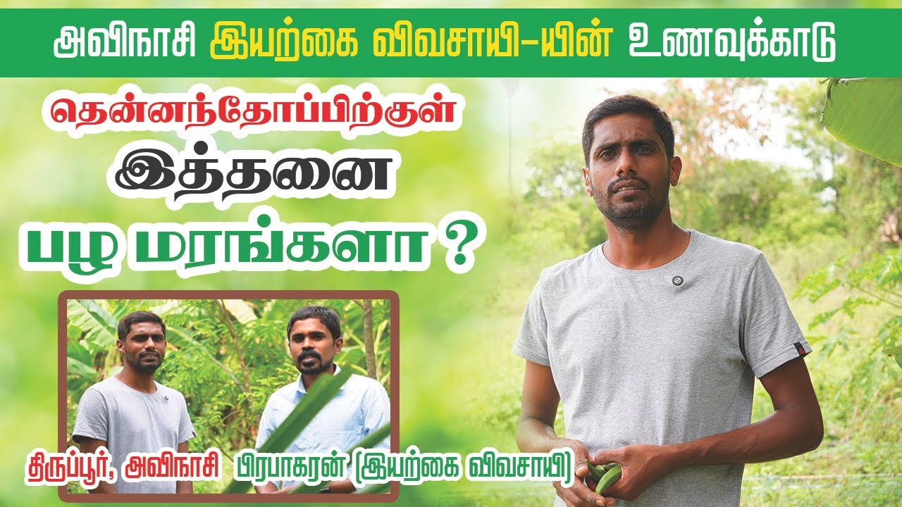 அவிநாசி இளைஞரின் உணவுக்காடு | Organic Farmer Prabhakaran's Food Forest & Home Garden Pasumai Talks