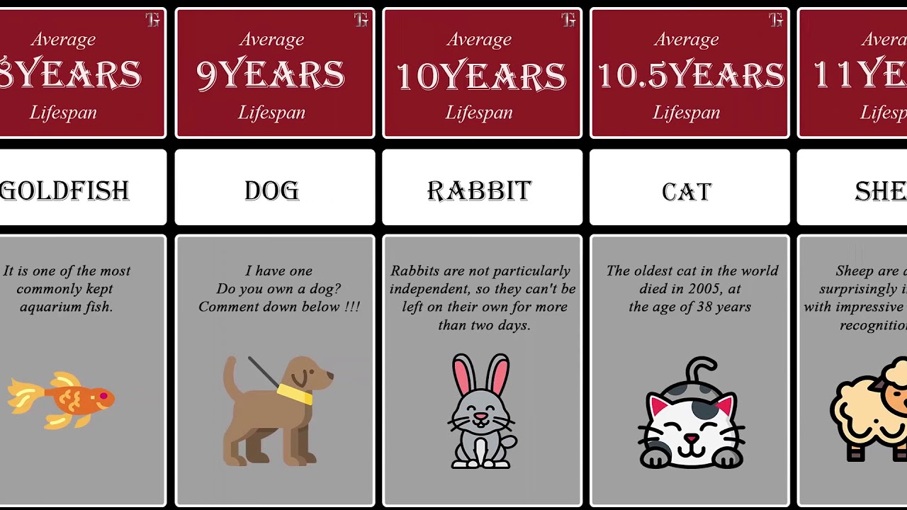 Comparison: Animal lifepans / comparasion tiempo de la vida