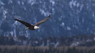Alaskan bald eagle flies to perch