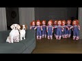 Dogs vs Chucky Army Prank! Funny Dog Maymo Calls Freddy Krueger for Help!