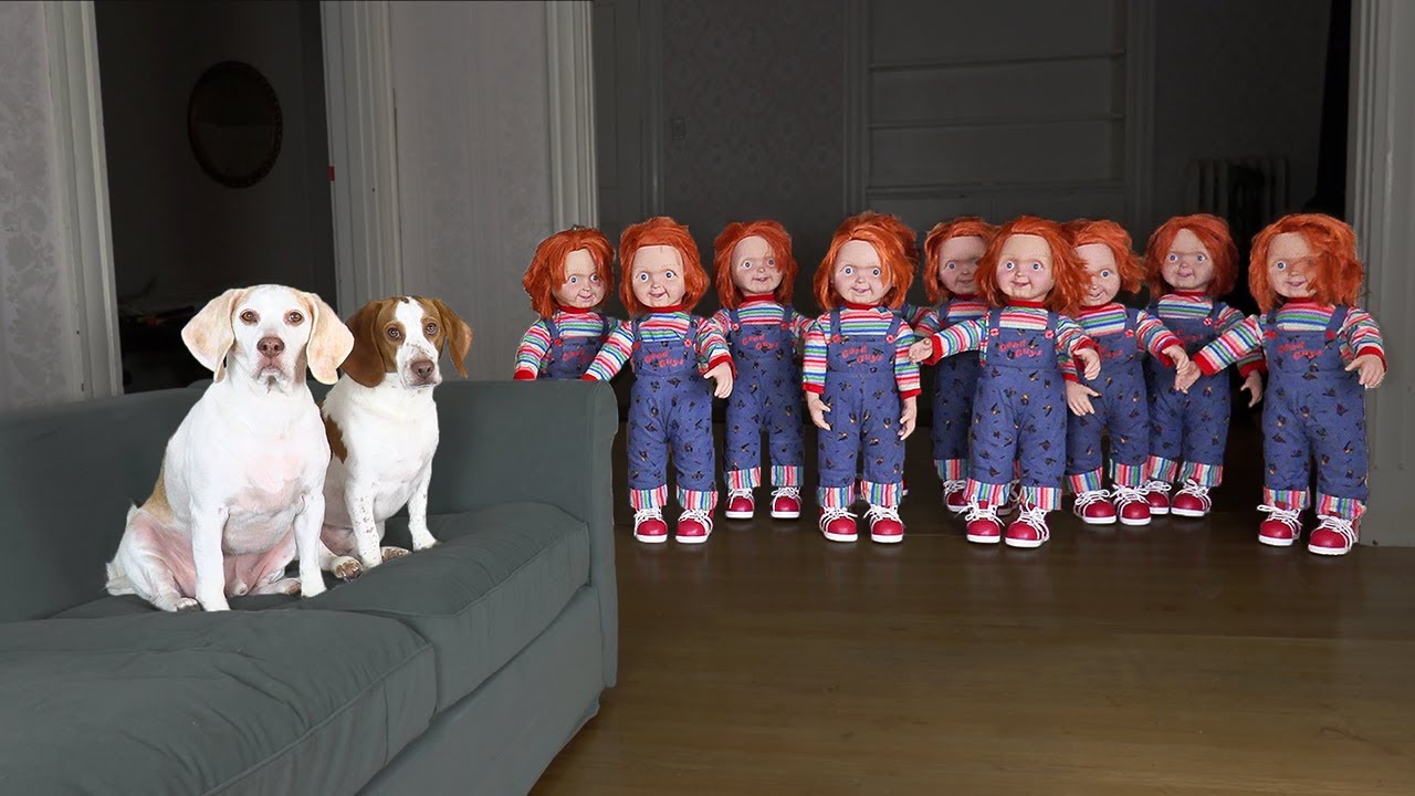 ⁣Dogs vs Chucky Army Prank! Funny Dog Maymo Calls Freddy Krueger for Help!