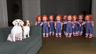 Dogs vs Chucky Army Prank! Funny Dog Maymo Calls Freddy Krueger for Help!