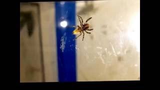 Tan Jumper with Fruit Fly