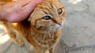 Street cats are so cute. They need our help