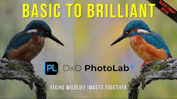 Improve Your Wildlife Photo Editing! BlackFriday Offers live now, Teaching My Partner DxO PhotoLab 9