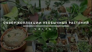 Моя коллекция каудексных и других необычных растений. Часть 1