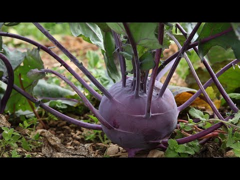 Video: Variedades de plantas de colirrábano: aprenda sobre los diferentes tipos de colirrábano